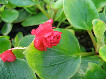 B. ‘Geneva Scarlet Beauty’